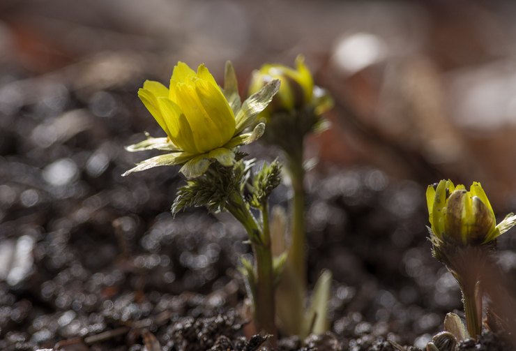 Wachsende Adonis aus Samen