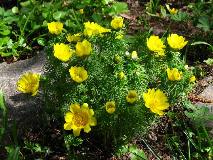 Adonis im Garten pflegen