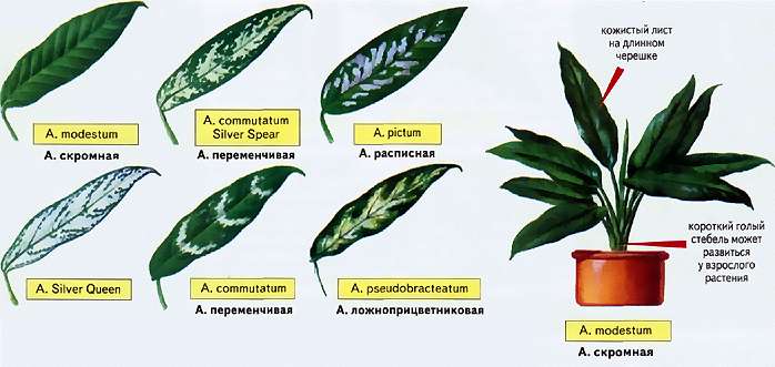 Aglaonema má mnoho podlouhlých listů, obvykle ne více než 15 centimetrů na délku, a samotná rostlina jen zřídka dosahuje výšky 70 centimetrů. Barva listů u různých druhů se může výrazně lišit