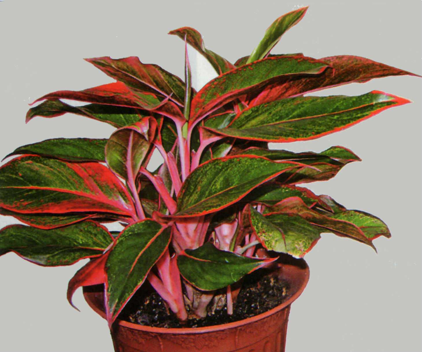 Aglaonema: kotihoito. Kuva ja kuvaus