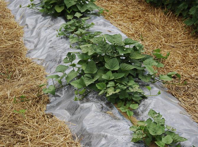 Agrotechnik der Süßkartoffel in der Mittelspur: Gartenbeet und Bepflanzung