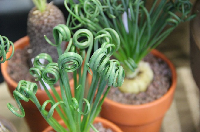 Albuca-Pflege zu Hause