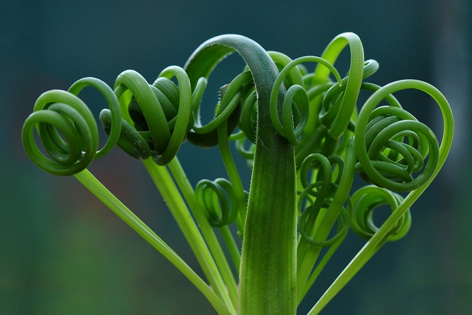 Albuka - häusliche Pflege. Albuca-Anbau, Transplantation und Reproduktion. Beschreibung, Typen. Foto