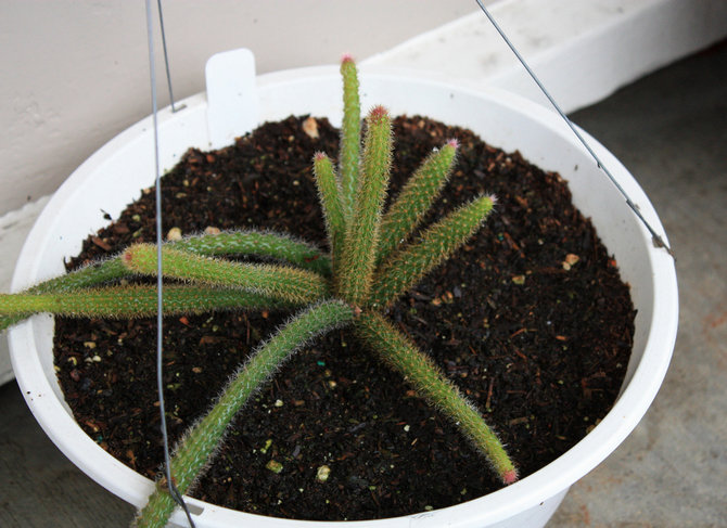 Od března do poloviny léta je aporocactus krmen hnojivy pro kaktusy