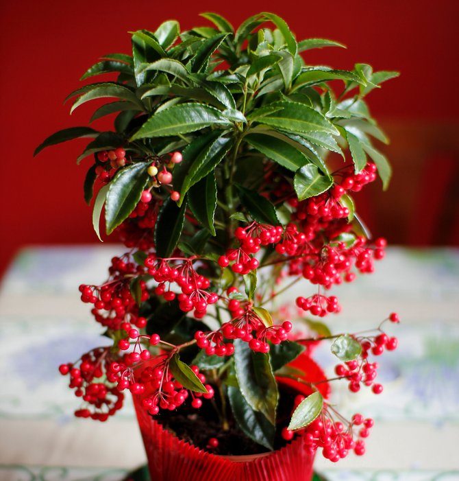 Ardisia wächst gut bei hoher Luftfeuchtigkeit.