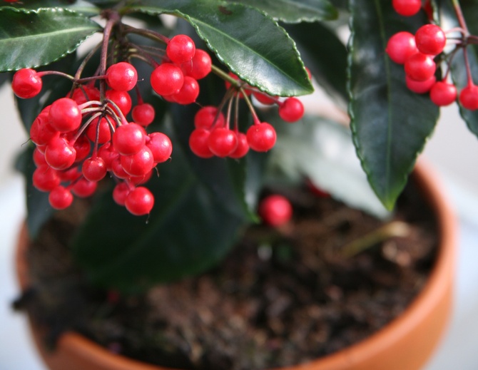 Die Düngung von Ardisia ist mindestens zweimal im Monat erforderlich.