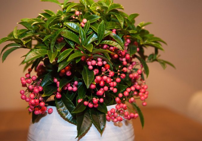 Ardisia - häusliche Pflege. Anbau von Ardisia, Transplantation und Reproduktion. Beschreibung. Foto