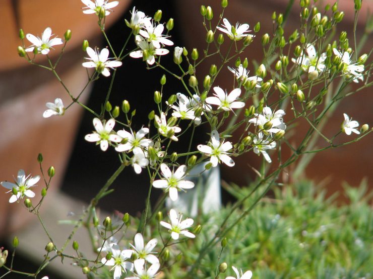Arenaria aus Samen zu Hause anbauen