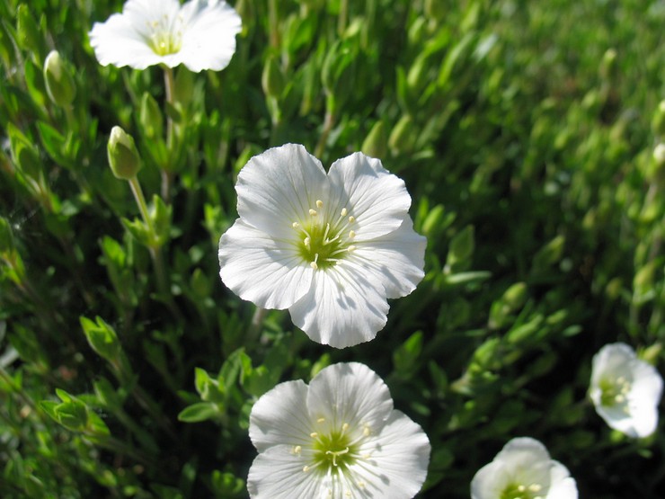 Arenaria im Landschaftsdesign