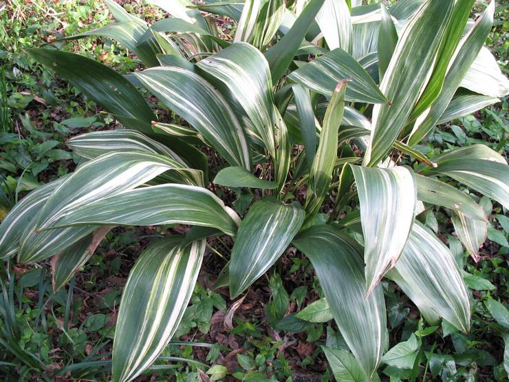 Aspidistra מגוון