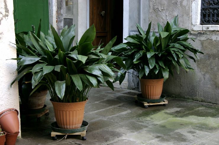 תכונות של aspidistra