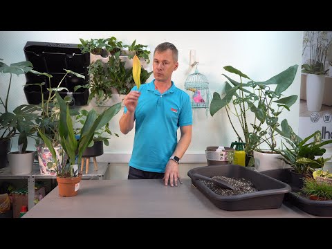 Aspidistra הוא צמח גבוה, בעל סובלנות צל, להיט של המאה הקודמת.
