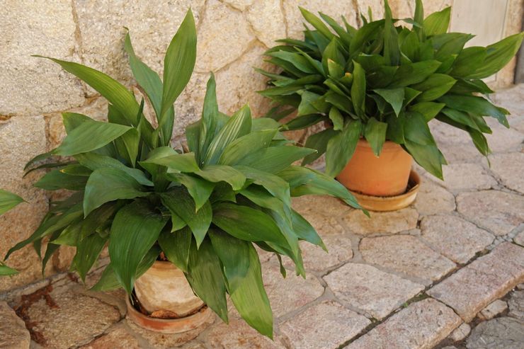 Aspidistra גבוה או Elatior