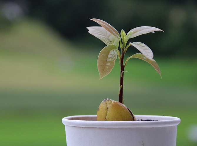 Avocado. Häusliche Pflege und Anbau. Wie man aus einem Samen eine Avocado züchtet