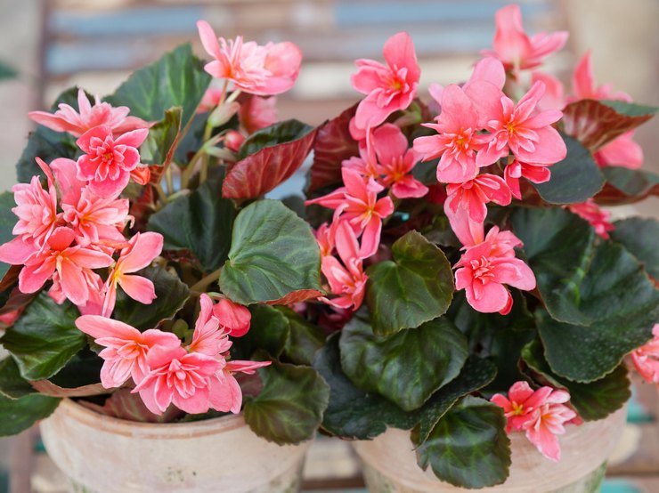 Begonia Elatior