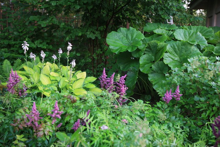 Butterbur בעיצוב נוף