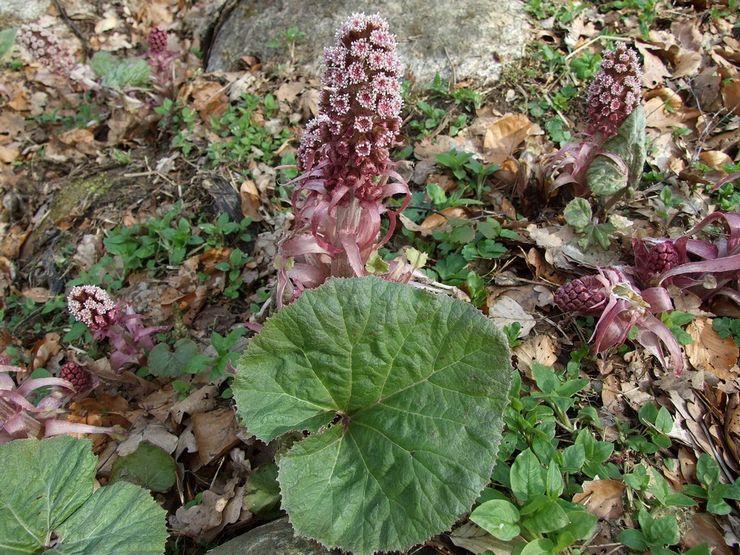 מרפא Butterbur