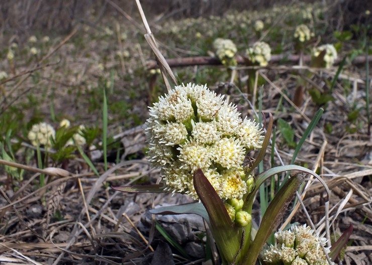 Butterbur false