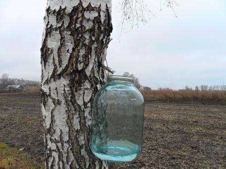 Um den Baum nach dem Sammeln zu heilen, müssen Sie einen Holzpflock in das Loch treiben oder noch besser - die 