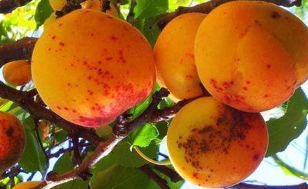 Hvordan aprikos kan skade og hvordan man behandler virus- og soppsykdommer. Bilde