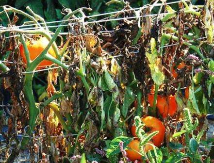 Rullende blader og misfarging til brune. Dette er symptomer på bakteriell kreft. For å se om denne sykdommen virkelig har påvirket tomatene dine, kutt stilken, den blir brun i fargen.