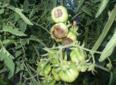 Svart flekk er en annen sykdom som påvirker bladene og stilkene på tomater. Hvis du ikke iverksetter tiltak i tide, dør tomatene dine.