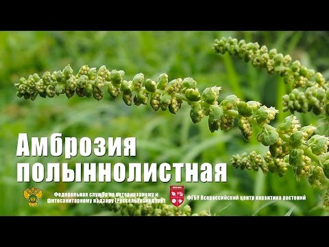 Artemisia Ambrosia