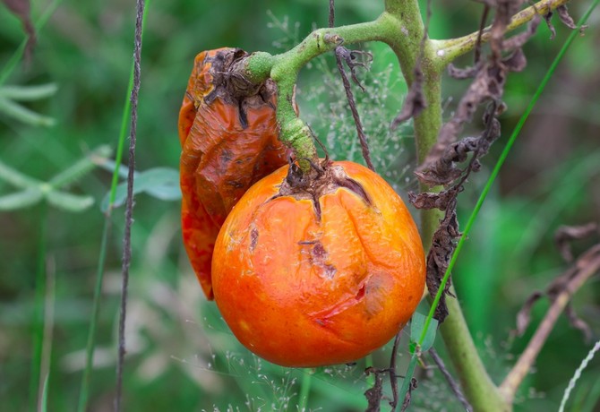 Kampf gegen die Krautfäule von Tomaten: Volksmethoden und Heilmittel