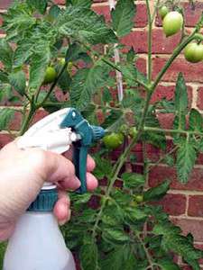 Zpracování s kyselinou boritou a manganistanem draselným chrání rajčata před plísní. K profylaxi v polovině června