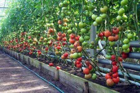 Kyselina boritá pro rajčata. Postřik rostlin, jak se množit
