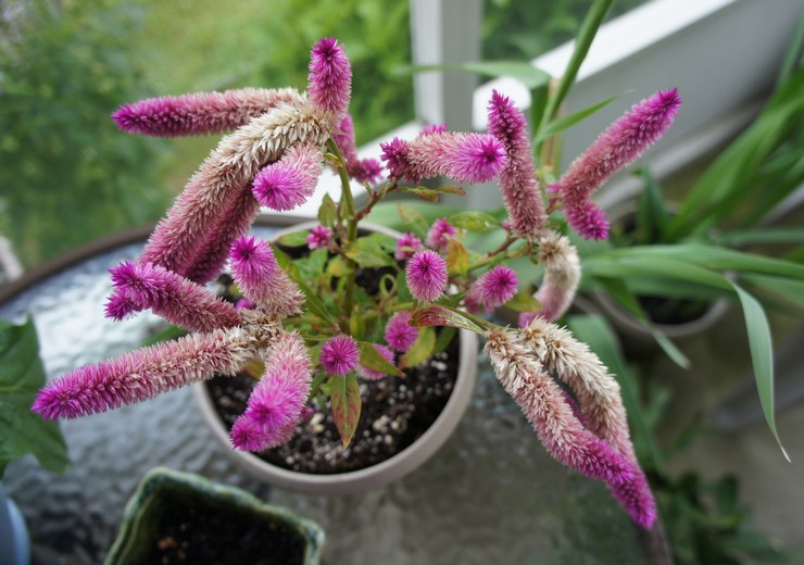 Celosia nach der Blüte