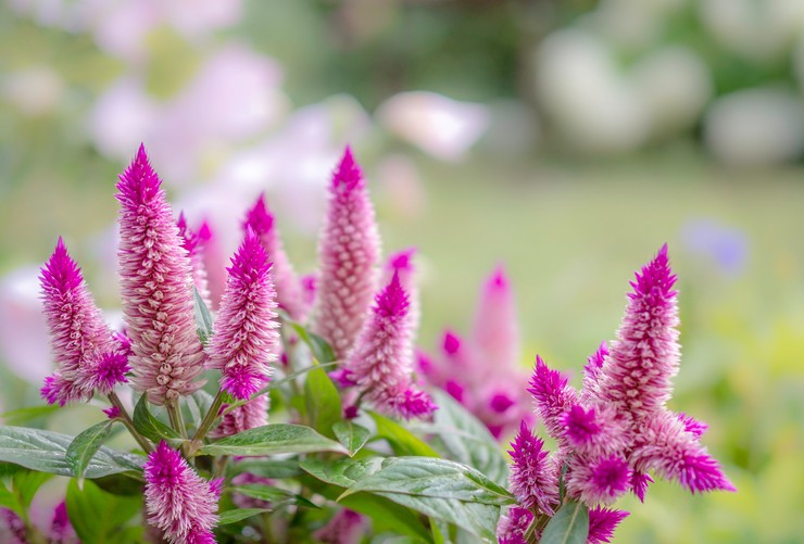 Celosia - Pflanzung und Pflege im Freiland. Wachsende Cellose aus Samen. Beschreibung, Typen mit Fotos