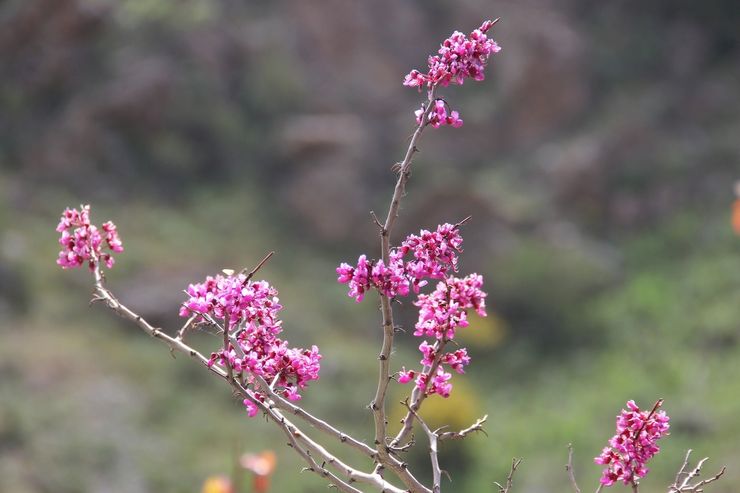 סרסיס גריפית