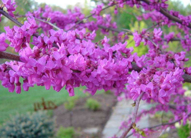 Cercis reniform