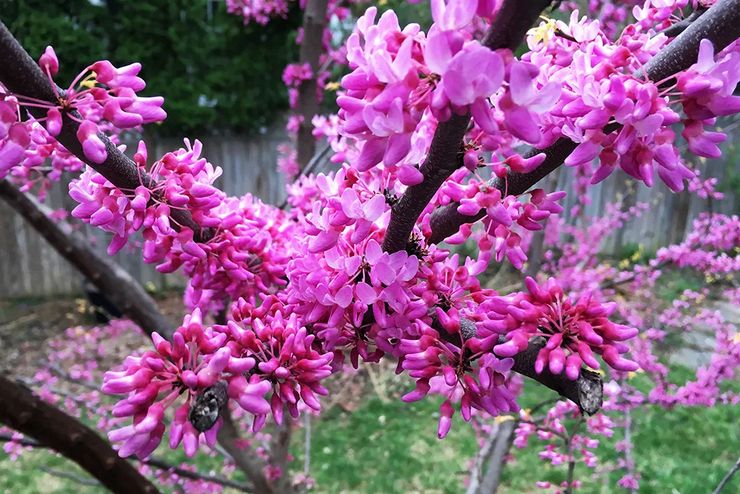 יישום של cercis