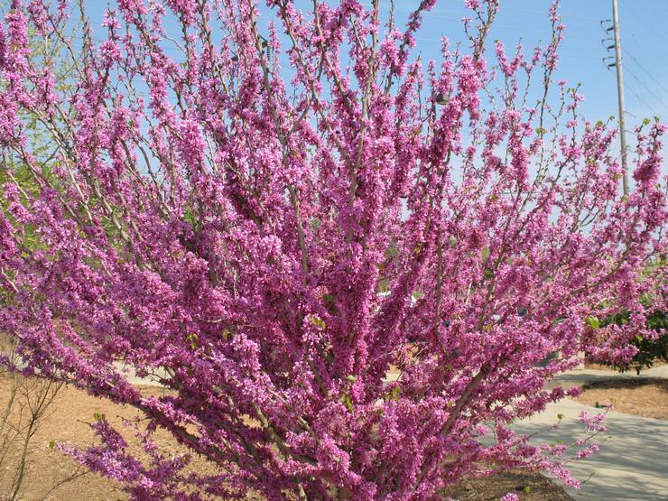 Cercis סינית