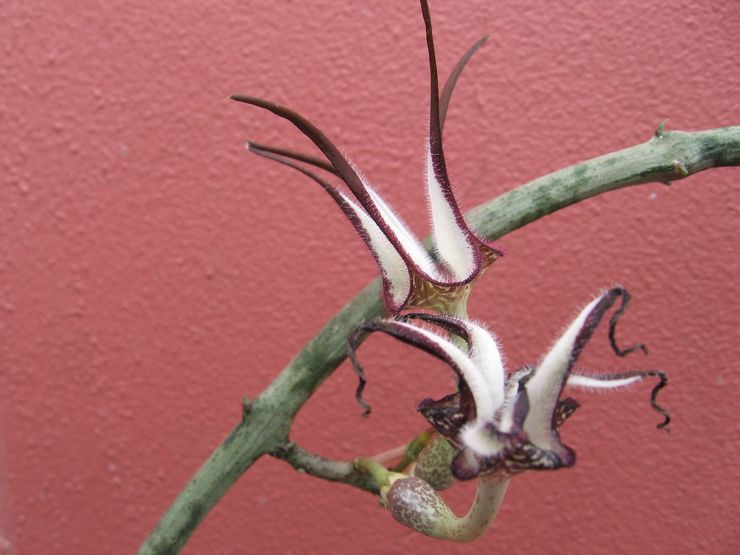 Ceropegia Stapelliform