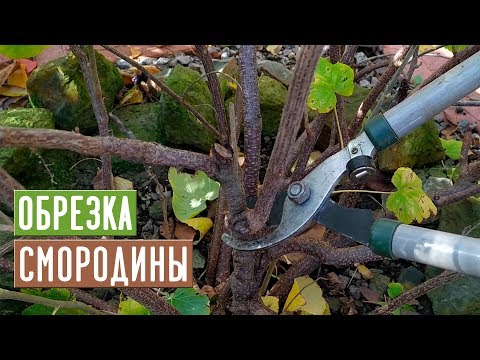 דומדמניות �� גיזום נכון יגדיל את התשואה !!! / מדריך גנים