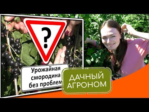 7 סודות של קציר דומדמניות. מדוע גנן צריך דומדמניות