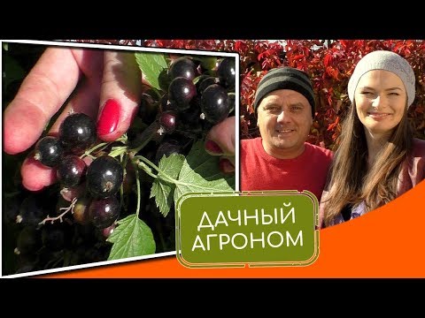 כיצד לשתול דומדמניות בצורה נכונה. 3 שגיאות של הגנן בעת ​​שתילת דומדמניות