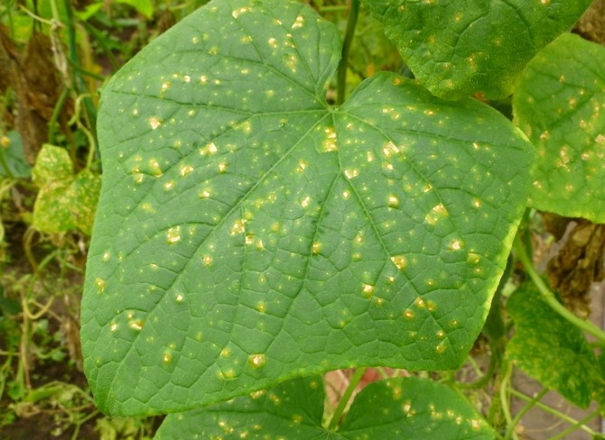 Soppsykdom etterlater først flekker på toppene som ligner rust, deretter tørre flekker på bladene