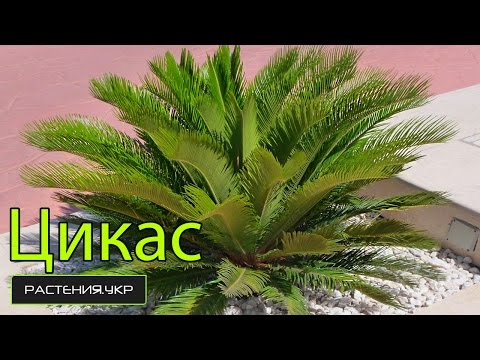 טיפול ביתי ציקאס / כף יד פנימית