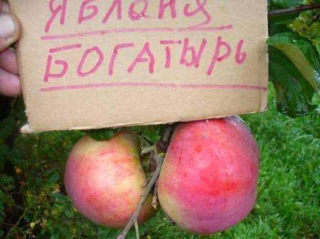 kasvattajat työskentelevät jatkuvasti ja risteävät eri lajikkeita omenapuita saadakseen uusia, jotka kestävät pakkasta ja erilaisia ​​sairauksia. Bogatyr -lajike ilmestyi ylittämällä Antonovka ja Renet Landsberg -lajike. NS