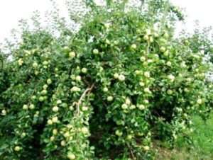 ”Bogatyr -omenapuuni on kasvanut seitsemän vuoden ajan. Olen iloinen, että sato on hyvä ja säännöllinen, kun taas omenat voidaan jättää puulle melkein ensimmäiseen pakkaseen asti. 