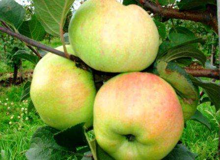 Omenapuu Bogatyr: kuvaus, valokuva, arvostelut