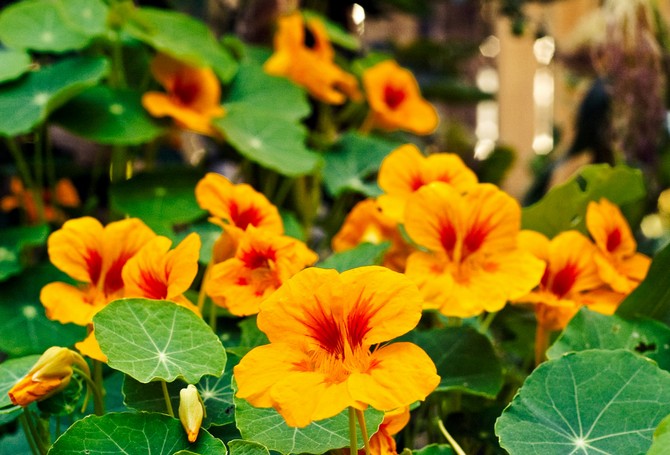 Nasturtium -kukilla ei ole vain miellyttävä tuoksu, vaan ne myös torjuvat puutarhatuholaisten vähentämistä
