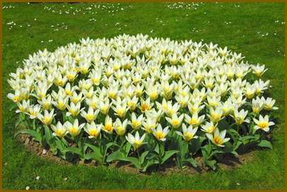 Die Organisation eines Blumenbeets auf dem Territorium des Standorts kann nicht nur als Dekoration und Quelle eines angenehmen Aromas dienen, sondern auch dazu beitragen, einige Mängel wie eine unebene Bodenoberfläche oder nicht zu verbergen