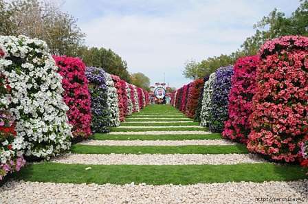 Blumenbeete auf dem Land mit eigenen Händen Foto und Beschreibung der Art