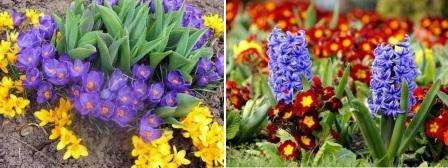 Versuchen Sie, Primeln zu pflanzen. Maiglöckchen, Tulpen, Hyazinthen, Wälder - all diese Blumen werden das Auge den ganzen Frühling über mit angenehmen Aromen und leuchtenden Farben erfreuen.