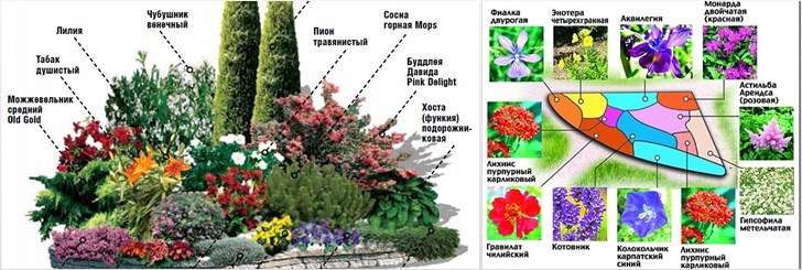 mehrjährige Blumenbeete-Schemata